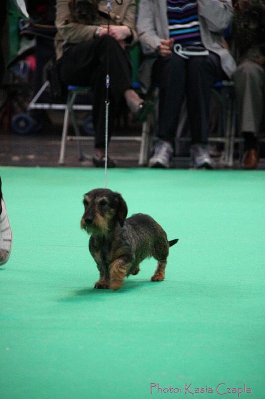 Crufts2011_2 1617.jpg